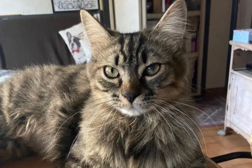 Disappearance alert Cat Male , 2 years Guillestre France Disappearance alert Cat Male , 2 years Guillestre France