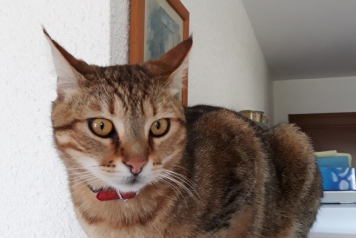 Alerte Disparition Chat Mâle , 2 ans La Bâtie-Neuve France Alerte Disparition Chat Mâle , 2 ans La Bâtie-Neuve France