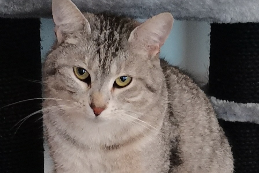 Alerte Disparition Chat Femelle , 4 ans Gap France Alerte Disparition Chat Femelle , 4 ans Gap France