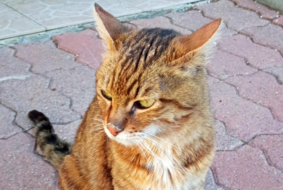 Alerte Découverte Chat Mâle , 5 ans Sigoyer France